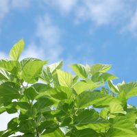 夏の扉が開いて・・