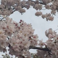 桜は毎年咲くけれど・・